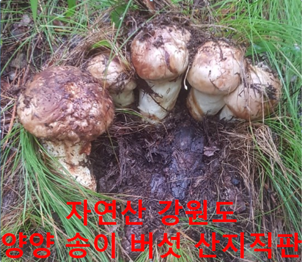 9b0562fcfa501076dfffc2db18765f61_1630544260_1233.png