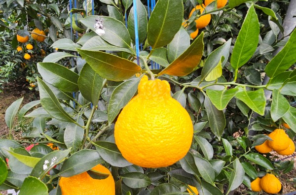 f39a26f059624a6b8dd09fa2f47fb6f8_1737255801_589.jpg