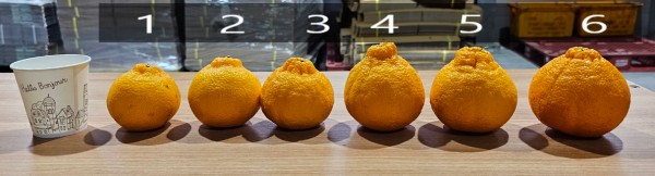 f39a26f059624a6b8dd09fa2f47fb6f8_1737255804_8186.jpg