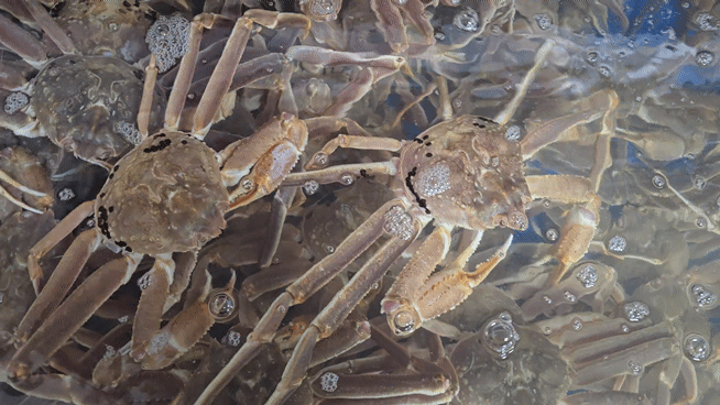 98b19c3e58072024a00b921e8f23f324_1746753505_5755.gif