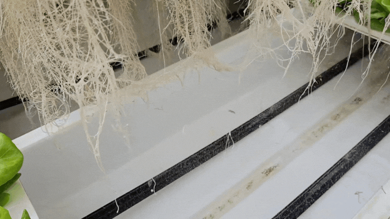 7a9bcce52c5753890e0b5d2a7b7f12a7_1766489531_0142.gif